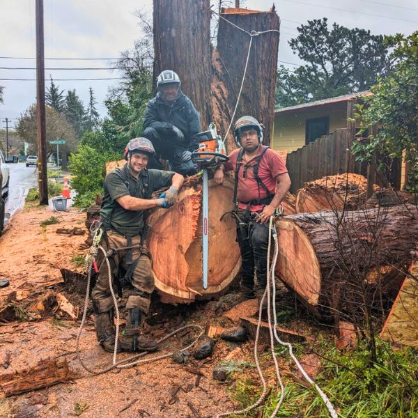 Website-about-three-arborists-leaning-trunk Website-about-three-arborists-leaning-trunk
